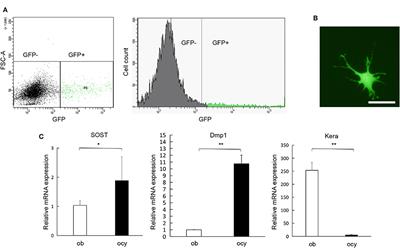 TNF-α Directly Enhances Osteocyte RANKL Expression and Promotes Osteoclast Formation